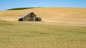 Palouse barn and wheat field