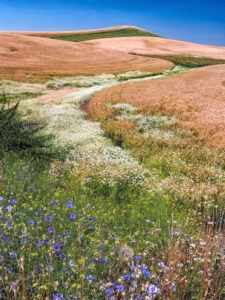 Wildflowers in the Palouse
