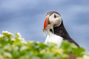 Puffin