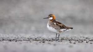 Red-necked Phalarope