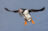 Puffin