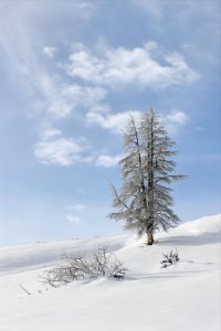 David's Tree